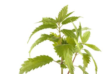 Büyüyen ısırgan otu beyazı izole eder