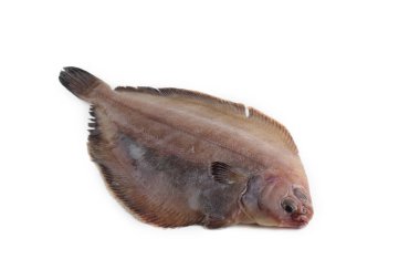 Düz başlı dil balığı (Pasifik şişman dil balığı))