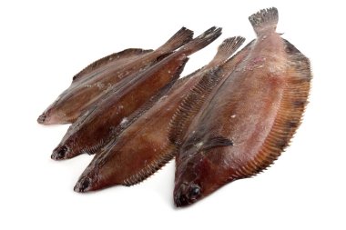 Düz başlı taban (Hipoglossoides elassodon) beyaz üzerinde izole
