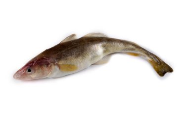 Safran morina balığı beyazda izole edilmiş.