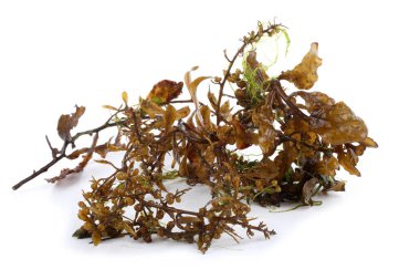 Beyaz arkaplanda yeşil yosun yaprakları