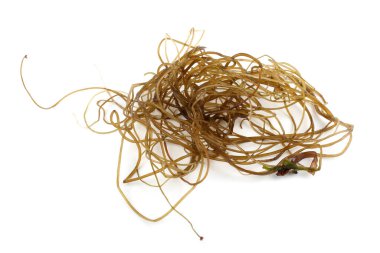 Beyaz arkaplanda yeşil yosun yaprakları