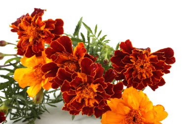 beyaz arkaplanda izole edilmiş kadife çiçekleri