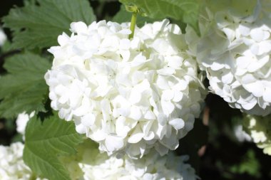 Buldenezh çiçeği. Beyaz çiçekler