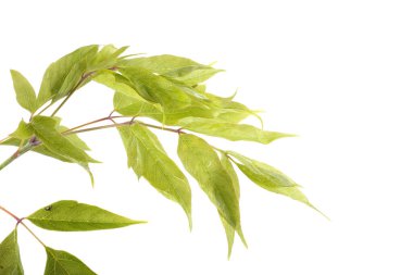 Kül yapraklı akçaağaç dalı (acer negundo)