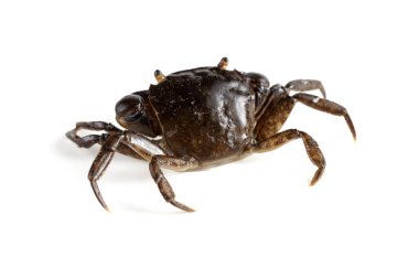 Büyük pençeli küçük yengeç