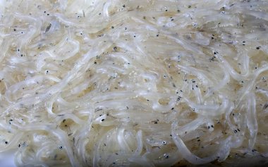 Japon buzbalığı (Salangichthys mikrodonu)