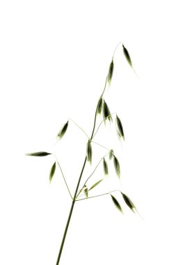 Yulaf kulağı beyazda izole