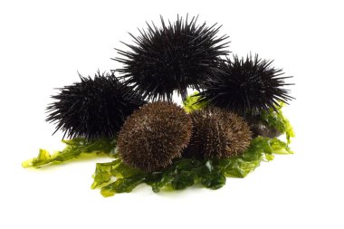 Algadaki gri ve Karadeniz kestaneleri