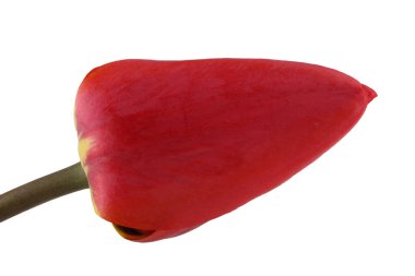 Kırmızı lale beyazda izole edildi