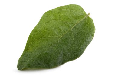 Beyaz arkaplanda izole edilmiş ağaç yaprakları