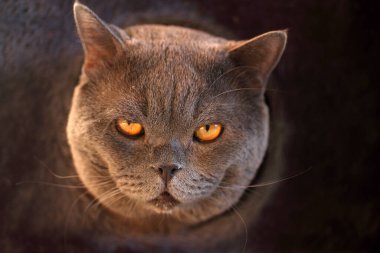 Kedilerin evindeki komik kedi