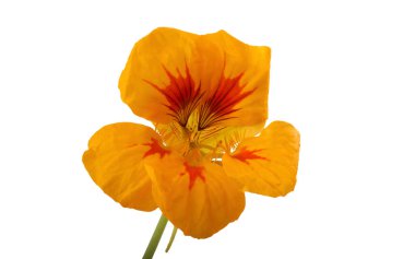 Büyüyen nasturtiyum beyazda izole edilmiş.