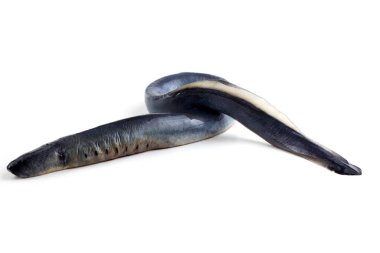 Lamprey balığı. - Vampir. Balık kanı içiyor. Bu balık çok lezzetli.