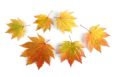sonbahar yaprakları beyaz arkaplanda izole