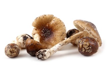 Amanita pantherina (panter şapkası, sahte kızartıcı). Zehirli mantar..