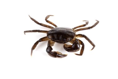 Büyük pençeli küçük yengeç