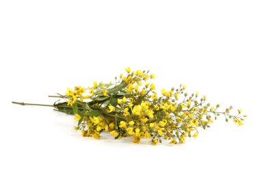 İnanılmaz çiçeklere yakın.