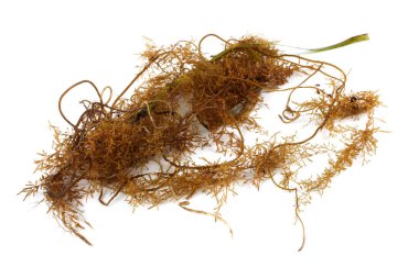 Alga beyaz üzerine izole