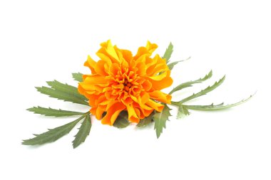 Marigold çiçeği beyaz arkaplanda izole edilmiş.