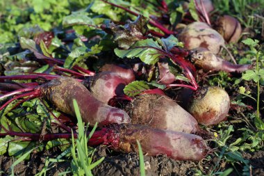 Taze pancar ve yeşil filizler.