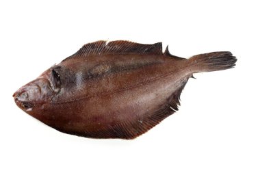 Düz başlı taban (Hipoglossoides elassodon) beyaz üzerinde izole