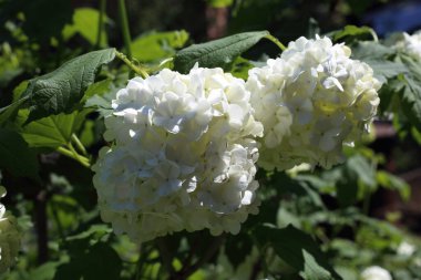 İnanılmaz çiçeklere yakın.