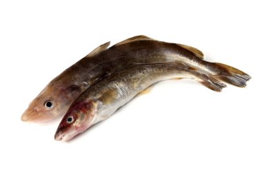 Safran morina balığı beyazda izole edilmiş.