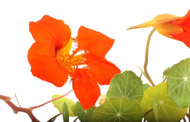 İnanılmaz çiçeklere yakın.