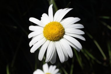 İnanılmaz çiçeklere yakın.