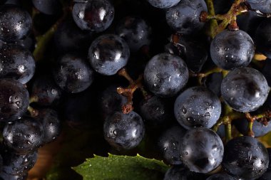 Masada siyah şarap üzümü