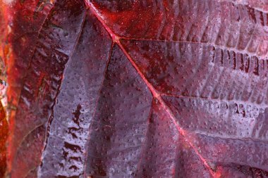 Sonbahar yapraklı makro shot 'ı. Desenli arkaplan