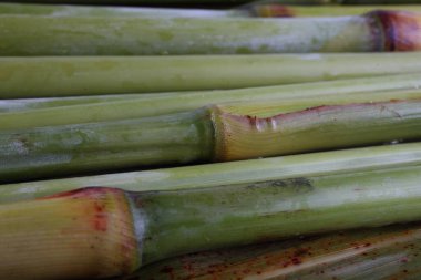 Şeker kamışı arka plandadır. Şeker üretimi