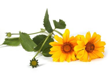 Büyüyen sarmal çiçekler. Kapat..