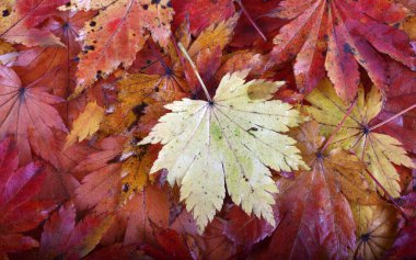 Sonbahar yapraklarını kapatın. Desenli arkaplan
