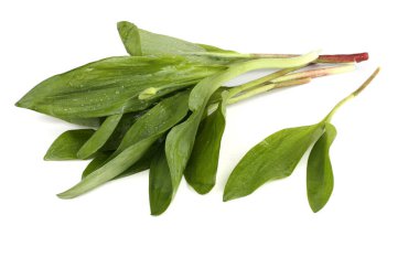Ramson (Buckram, ayı pırasası, yabani sarımsak, ayı sarımsağı, geniş yapraklı sarımsak, ahşap sarımsak)