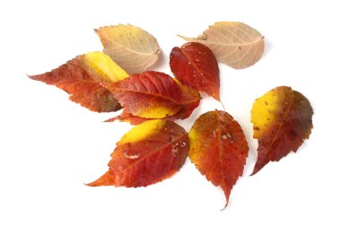 Parlak sonbahar yapraklarını kapatın.