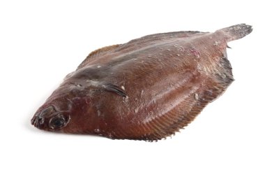 Düz başlı taban (Hipoglossoides elassodon) beyaz üzerinde izole