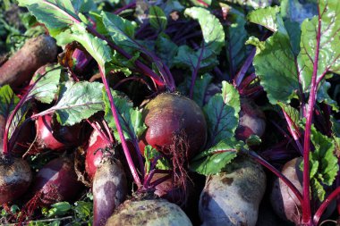 Taze pancar ve yeşil filizler.