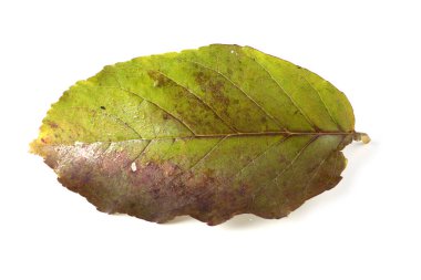 sonbahar yaprakları beyaz arkaplanda izole