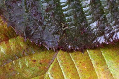 Parlak sonbahar yapraklarını kapatın.