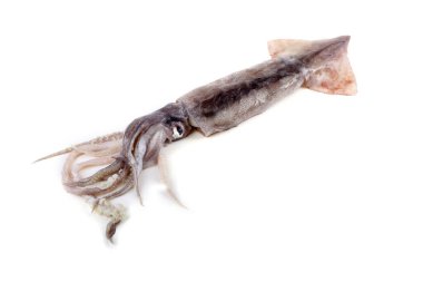 Kalamar beyazda izole edildi