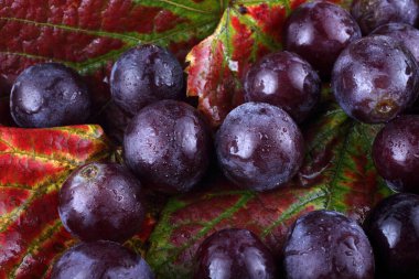 Akçaağaç yapraklarındaki taze üzümler