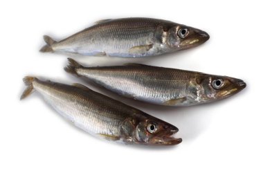 Gökkuşağı eritilmiş (Osmerus mordax) beyaz üzerine izole edilmiş