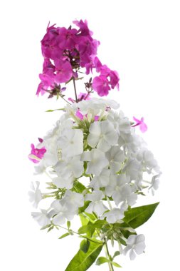 Pembe ve beyaz phlox beyaza izole edilmiş.