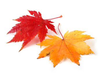 sonbahar yaprakları beyaz arkaplanda izole