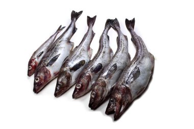 Beyaz arkaplanda Pollock