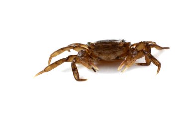 Küçük yengeç bembeyaz