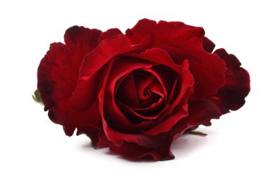 Güzel bir gül çiçeği. Aşk kavramı.