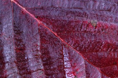 Parlak sonbahar yapraklarını kapatın.